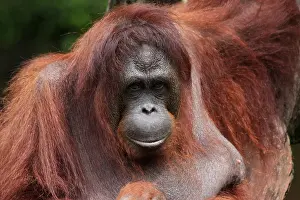 Utans: Orang Utan close-up captive Orang Utan close-up captive