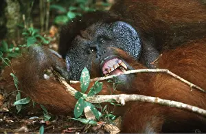 Chewing: Orang-utan - close-up chewing twig