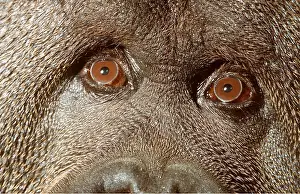 Staring: Orang-utan - close-up of eyes / binocular vision