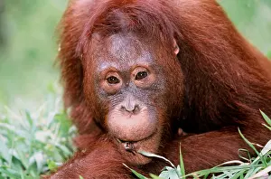Utan: Orang-utan - close-up of face