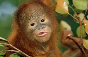Anthropomorphic: Orang-utan - close-up funny face