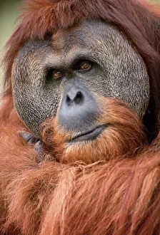Expresssions: ORANG-UTAN - close-up of male