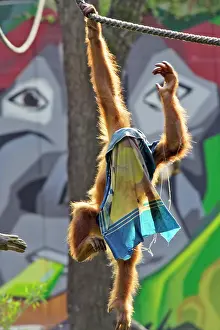 Swinging: Orang-utan - with cloth over head, playing, captive