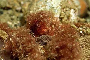 Shellfishes: Orang Utan Crab