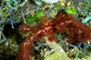 Shellfishes: Orang Utan Crab