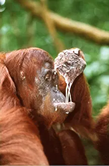 Tool: Orang-utan - drinks cupped