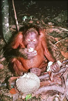 Utan: ORANG-UTAN - eating