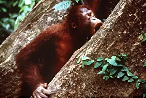 Utan: Orang-utan - Eating bark