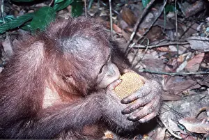 Biting: ORANG-UTAN - eating durian fruit