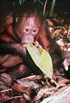 Utan: ORANG-UTAN - eating from leaf