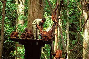 Ranger: Orang-utan - Being fed by ranger from feeding platform