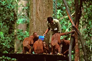 Ranger: Orang-utan - Being fed by ranger from feeding platform
