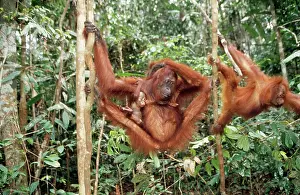Swinging: ORANG-UTAN - female with baby and juvenile in trees