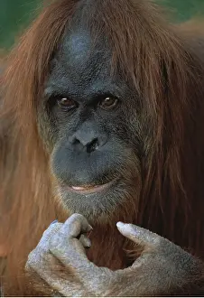 Scratching: Orang-utan - Female close-up of face