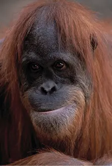 Utan: Orang-Utan - Female, close-up of face