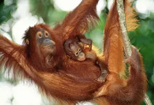 Swinging: Orang-utan - Female and infant