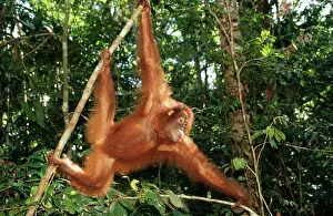 Swinging: Orang-utan - female swinging