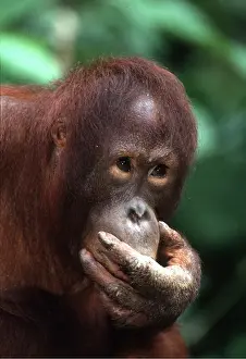 Utan: Orang-utan - with hand over mouth