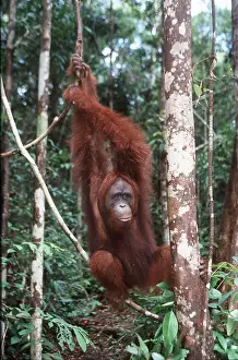 Utan: Orang-utan - hanging on branch, swinging