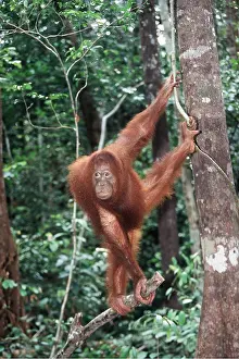 Utan: Orang-utan - hanging between two trees