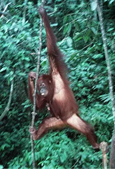 Utan: ORANG-UTAN - hanging from vine