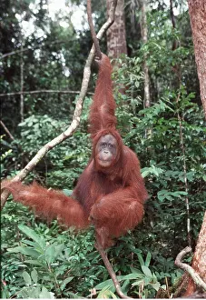Utan: Orang-utan - hangs on branches