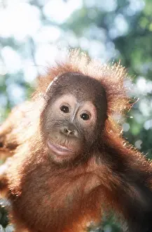 Apes: Orang-utan - head close-up