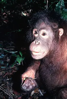 Utan: ORANG-UTAN - holding food