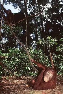 Utan: ORANG-UTAN - Juvenile