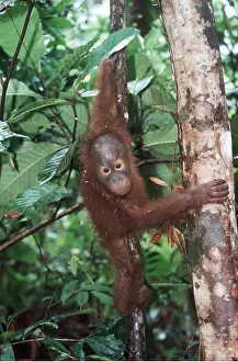 Agility: Orang-utan - juvenile climbing tree