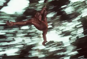 Blurred: ORANG-UTAN - juvenile swinging on vine