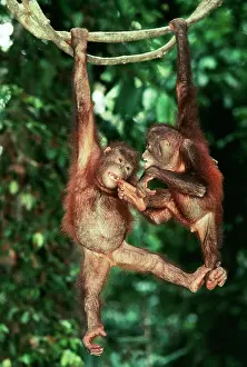 Swinging: Orang-Utan - Juveniles on vine