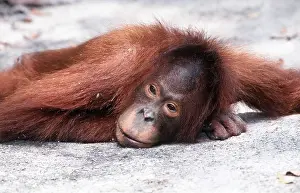 Utan: Orang-utan - lies on ground