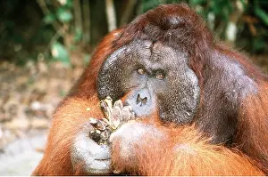 Utan: Orang-utan - male eating