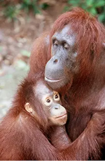 Utan: Orang-utan - mother and baby cuddle