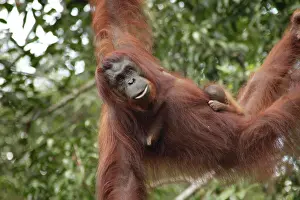 Sarawak: Orang Utan mother with a baby in the Semenggoh Wildlife