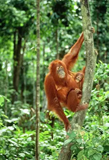 Swinging: ORANG-UTAN - Mother carrying baby