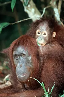 Utan: Orang-utan - mother and young