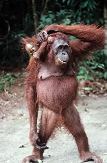 Apes: Orang-utan - Mother with young on back