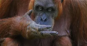 Pongo: Orang Utan (pongo pygmaeus), Female eating