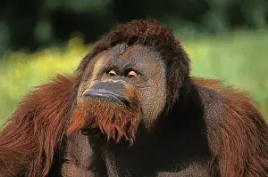 Pongo: ORANG UTAN (pongo pygmaeus), MALE GRIMACING