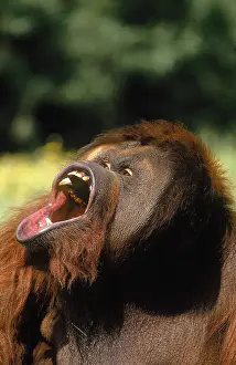 Pongo: ORANG UTAN (pongo pygmaeus), MALE WITH OPEN MOUTH