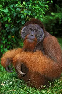 Pongo: ORANG UTAN (pongo pygmaeus), MALE STANDING ON GRASS