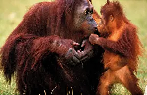 Indonesian: ORANG UTAN (pongo pygmaeus), MOTHER WITH BABY