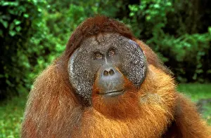 Utan: ORANG UTAN (pongo pygmaeus), PORTRAIT OF MALE