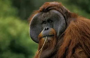Pongo: Orang Utan (pongo pygmaeus), Portrait of Male