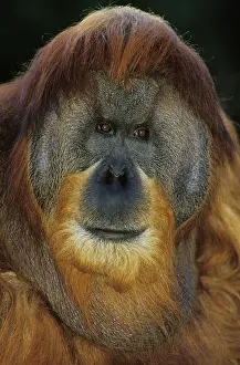 Pongo: ORANG UTAN (pongo pygmaeus), PORTRAIT OF MALE