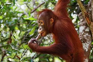 Licks: Orang-Utan (Pongo pygmaeus) in Tanjung Puting National