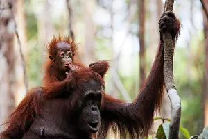 Foundation: Orang-utan (Pongo pygmaeus) in Tanjung Puting national