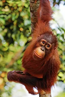 Clings: Orang-Utan (Pongo pygmaeus) in Tanjung Putting national